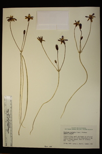 Brodiaea insignis image